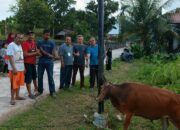 Padang Ekspres dan Graindo Padang Berkurban Satu Ekor Sapi di Lubukbuaya