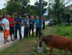 Padang Ekspres dan Graindo Padang Berkurban Satu Ekor Sapi di Lubukbuaya