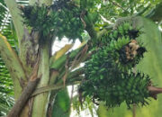 Gempar, Satu Batang Pisang Berjantung 6 di Talang Damar