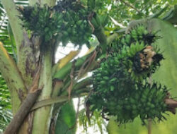 Gempar, Satu Batang Pisang Berjantung 6 di Talang Damar