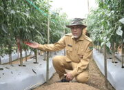 Sumatera Barat Dapat Alokasi Tambahan 120.530 Ton Pupuk Bersubsidi