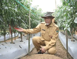 Sumatera Barat Dapat Alokasi Tambahan 120.530 Ton Pupuk Bersubsidi