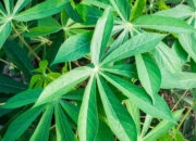 Singkong sebagai Solusi Alami untuk Atasi Asam Lambung