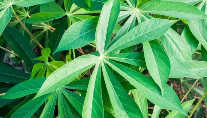 Singkong sebagai Solusi Alami untuk Atasi Asam Lambung