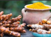 Temulawak, Warisan Berharga Indonesia yang Mendunia