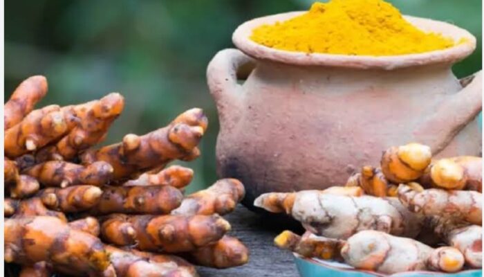 Temulawak, Warisan Berharga Indonesia yang Mendunia