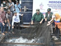 Tingkatkan Devisa Negara, Sumbar Ekspor 11 Ton Ikan Kerapu ke Hongkong
