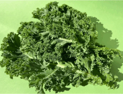 Berbagai Manfaat Sayur Kale Untuk Kesehatan