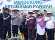 Dukung Program Ketahanan Pangan Lokal Lewat Penanaman Jagung Manis