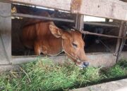 Belum Ada Laporan Kasus PMK, Pemko Tetap Siapkan 1.000 Dosis Vaksin