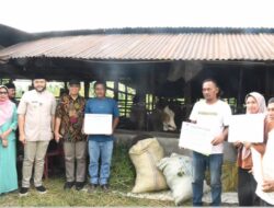 Dorong Keltan Kembangkan Budidaya Ternak Sapi di Kota Padang