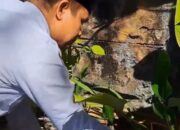 Lolos PPPK, Zarisman Tanam Durian Montong di Kantor Kemenag Padang