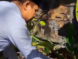 Lolos PPPK, Zarisman Tanam Durian Montong di Kantor Kemenag Padang