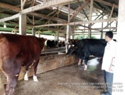 Prabowo Siapkan 20 Sapi Kurban untuk Sumbar, Salah Satunya Padang Panjang