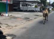 Hendak Disembelih, Sapi Kurban Kabur Selama 30 Menit