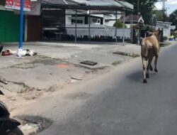 Hendak Disembelih, Sapi Kurban Kabur Selama 30 Menit