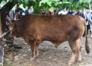 Sapi Kurban Presiden RI di Bungus Timur Disembelih