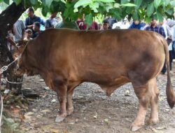 Sapi Kurban Presiden RI di Bungus Timur Disembelih