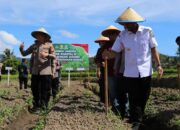 Dukung Ketahanan Pangan Nasional Lewat Penanaman Jagung Serentak