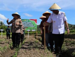 Dukung Ketahanan Pangan Nasional Lewat Penanaman Jagung Serentak