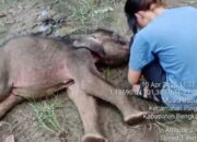 Gagal Dipertemukan dengan Induknya, ”Yuni” Akhirnya Tutup Usia