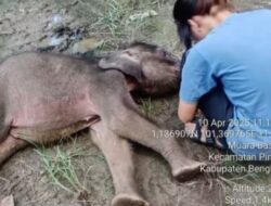 Gagal Dipertemukan dengan Induknya, ”Yuni” Akhirnya Tutup Usia