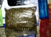 Upaya Penyelundupan Ganja Digagalkan Petugas Gabungan