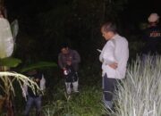 Dua Harimau Sumatera Muncul di Jalan Lintas Bukittinggi–Medan, Warga Diminta Waspada