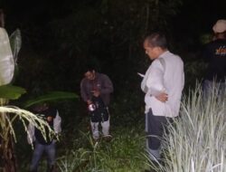 Dua Harimau Sumatera Muncul di Jalan Lintas Bukittinggi–Medan, Warga Diminta Waspada