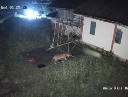 Harimau Sumatera Terjebak di Area BRIN Agam, BKSDA Lakukan Penanganan Bertahap