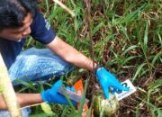 Warga Agam Heboh, Tengkorak Manusia Ditemukan di Ladang Terpencil