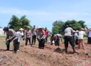 Dukung Ketahanan Pangan Nasional, Polres-Pemko Kolaborasi Tanam Jagung Serentak