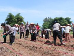 Dukung Ketahanan Pangan Nasional, Polres-Pemko Kolaborasi Tanam Jagung Serentak