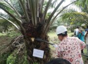 Sawit Rakyat Menjanjikan lewat Program Peremajaan