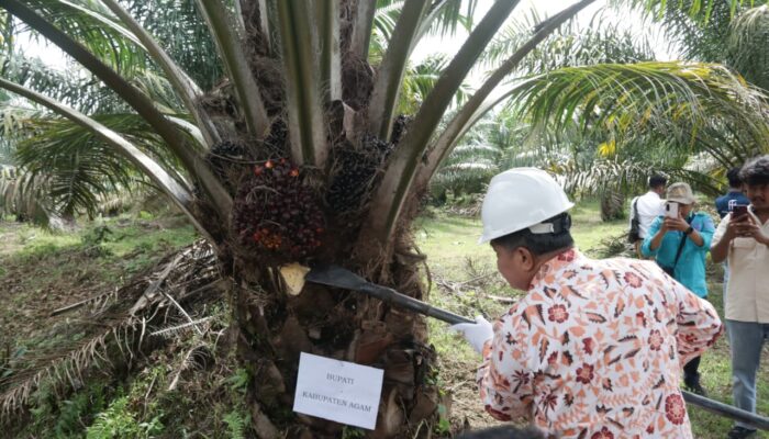 Sawit Rakyat Menjanjikan lewat Program Peremajaan