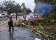 Pohon Sawit Tumbang, Satu Tewas Dua Luka-Luka Usai L300 Tabrak Truk