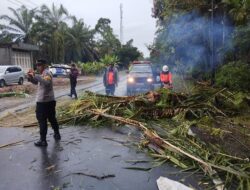 Pohon Sawit Tumbang, Satu Tewas Dua Luka-Luka Usai L300 Tabrak Truk