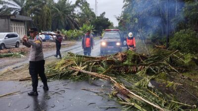 Pohon Sawit Tumbang, Satu Tewas Dua Luka-Luka Usai L300 Tabrak Truk