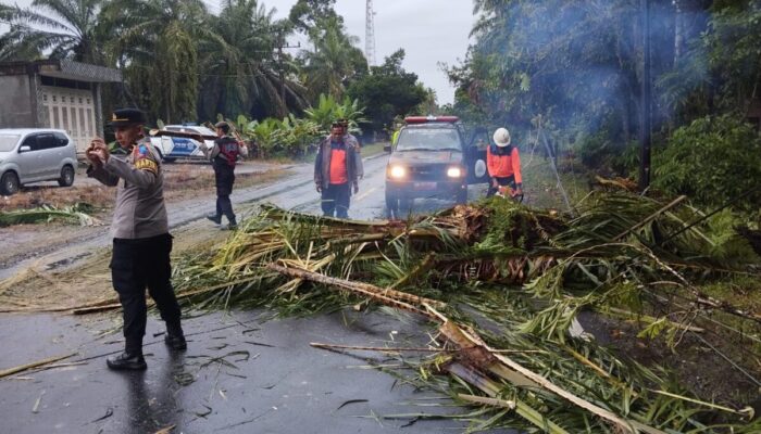 Pohon Sawit Tumbang, Satu Tewas Dua Luka-Luka Usai L300 Tabrak Truk