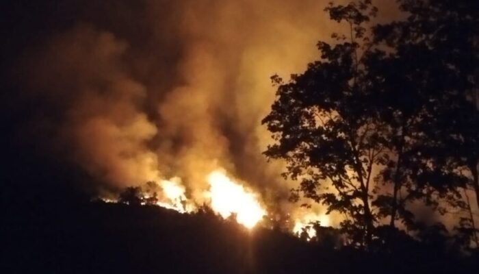 15 Hektare Perkebunan Sawit dan Gambir di Pangkalan, Hangus Terbakar