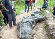 Warga Tangkap Buaya Raksasa Sepanjang 7 Meter