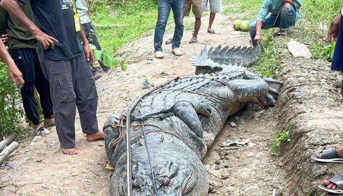 Warga Tangkap Buaya Raksasa Sepanjang 7 Meter
