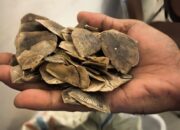 Polisi Gagalkan Perdagangan Ilegal Sisik Tenggiling 30 Kilogram