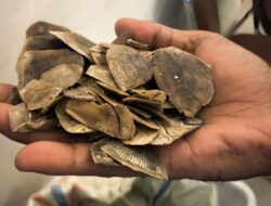 Polisi Gagalkan Perdagangan Ilegal Sisik Tenggiling 30 Kilogram