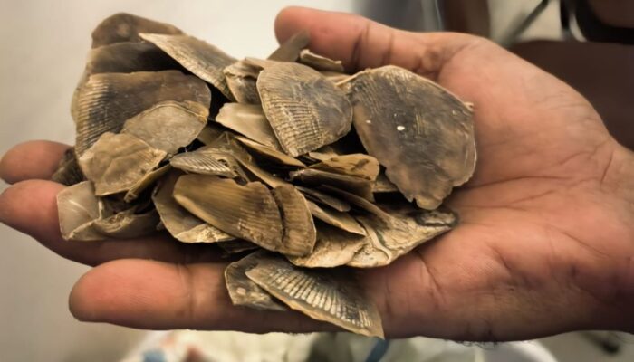 Polisi Gagalkan Perdagangan Ilegal Sisik Tenggiling 30 Kilogram