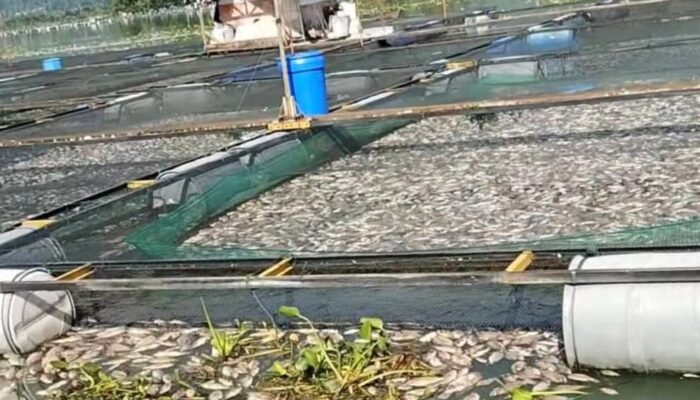 Petani KJA Rugi Rp 32,8 M Akibat 1.428 Ton Ikan Mati