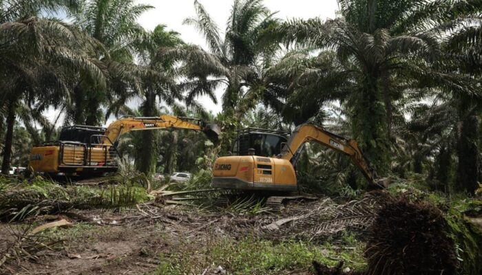 Selamatkan Tesso Nilo, Tumbangkan Sawit dan Pulihkan Hutan