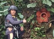 Mencari Korban Banjir Bandang, Tim SAR Temukan Rafflesia Arnoldi Sedang Mekar