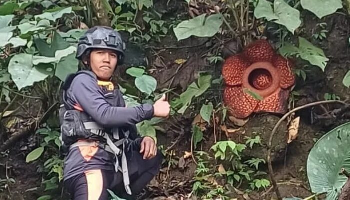 Mencari Korban Banjir Bandang, Tim SAR Temukan Rafflesia Arnoldi Sedang Mekar