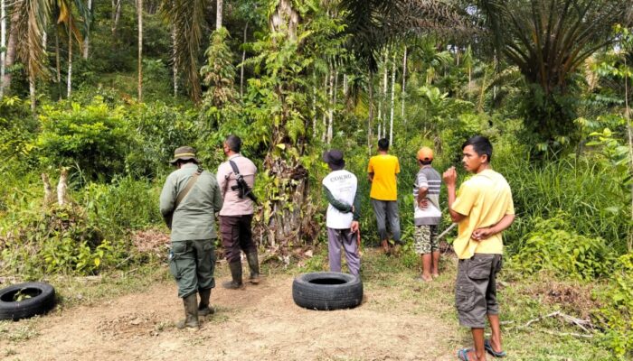 Warga Lubuk Betung Resah, Harimau Mangsa Ternak